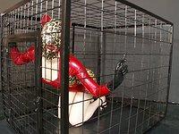 Latex Lucy gives a blowjob through a cage and drinks cum out of a condom - movie 4 - 2